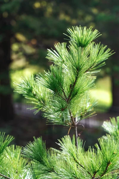 Vertical Shot Pine Pinus Branch Sunlight Forest Blurred Background — Foto de Stock