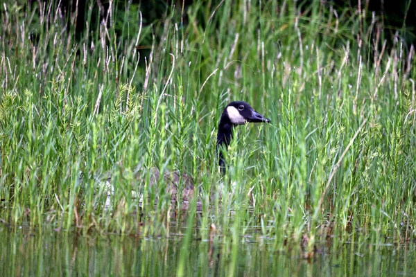 Selective Focus Shot Canada Goose Pond — Photo