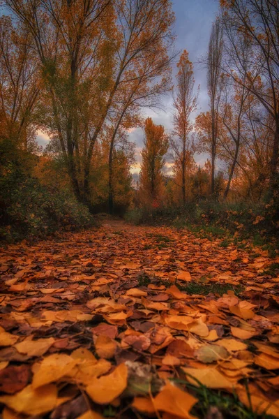Trail Covered Fallen Autumn Leaves Park Sunset — Foto de Stock