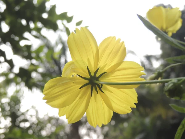 Tiro Close Uma Flor Cosmos Amarelo Florescendo Jardim — Fotografia de Stock