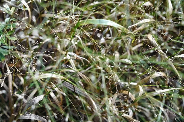 Selective Shot Green Grass Field Sunlight Blurred Background — Photo