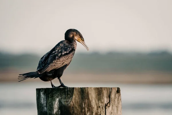 Close Cormorant — Fotografia de Stock