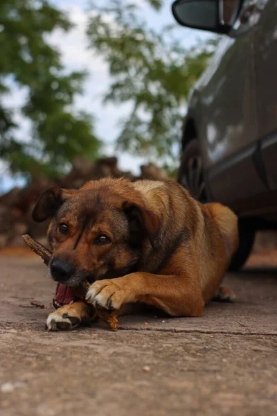 Close Cão Deitado Mastigando Pau Lado Carro — Fotografia de Stock