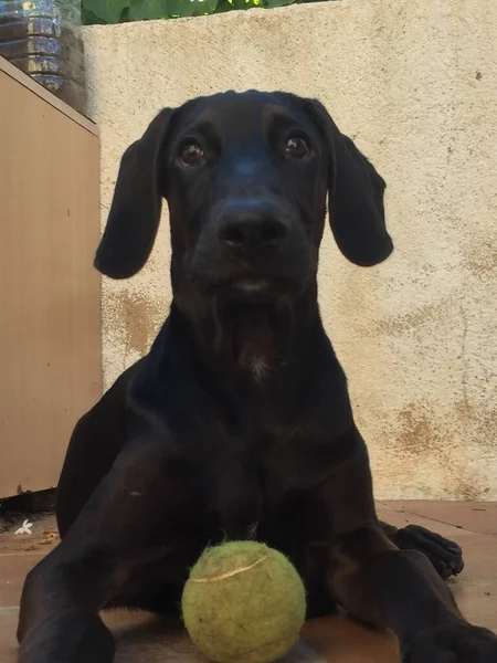 Вертикальний Знімок Милої Чорної Собаки Лежить Землі Брудним Тенісним Ячем — стокове фото