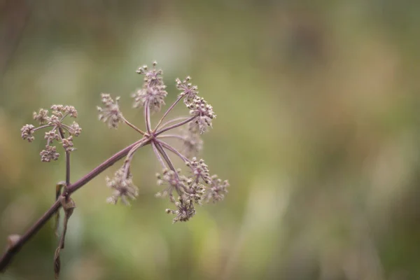 Detailní Záběr Podzimní Rostliny Rozmazaném Pozadí — Stock fotografie