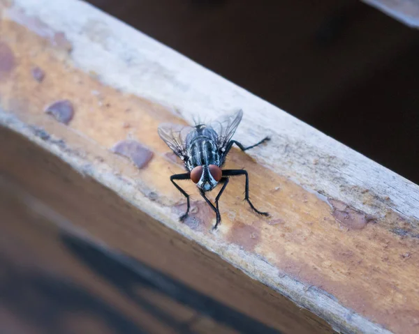 Lavagens Mosca Descansando Madeira — Fotografia de Stock