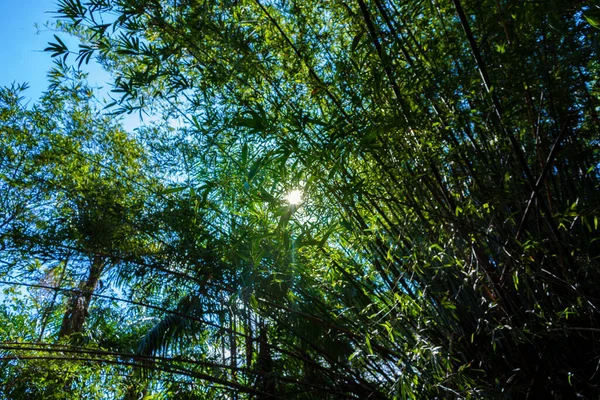 Красивый Снимок Лиственных Деревьев Солнечным Небом Заднем Плане — стоковое фото