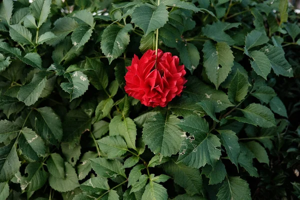 Křoví Krásnou Červenou Vůní Dahlia Květiny Zahradě Během Dne — Stock fotografie
