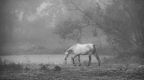 Schöne Aufnahme Eines Pferdes Auf Einem Feld Graustufen — Stockfoto