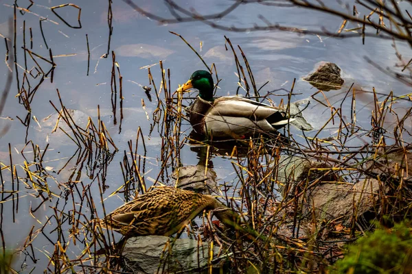 池塘里的野鸭 — 图库照片