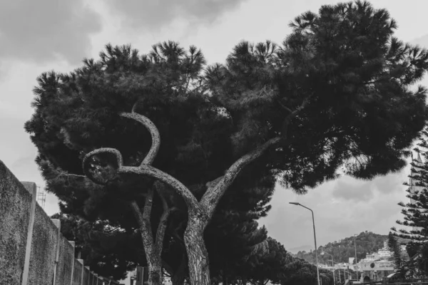 Una Toma Escala Grises Gran Árbol Crecimiento —  Fotos de Stock