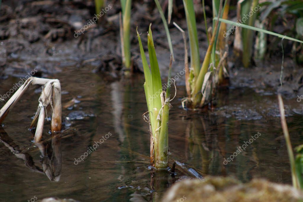 Un primer plano de las plantas de bellota calamus que crecen en el