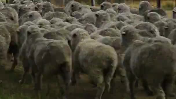 Una Manada Vacas Pasto — Vídeos de Stock