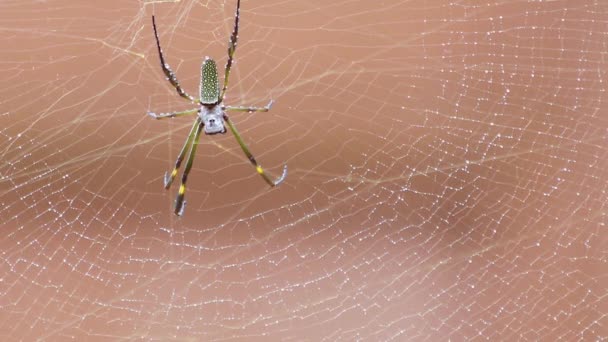 Spider Web White Background — Stock Video