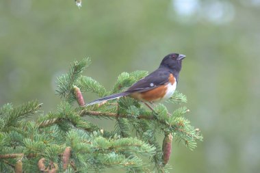 A selective focus shot of a perched Eastern Towhee clipart