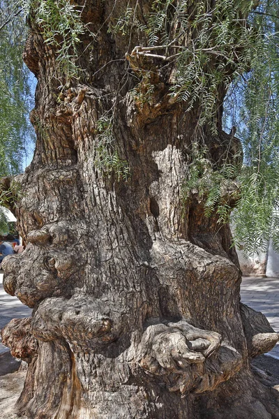 Pionowe Ujęcie Drzewa Ogromnym Szorstkim Pnia Terenie Pustyni Atacama Północne — Zdjęcie stockowe