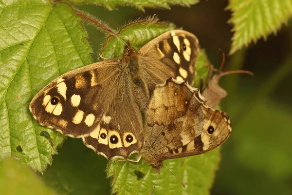Closeup Copulation Two Speckled Wood Butterflies Pararge Ageria Garden — Stock Photo, Image