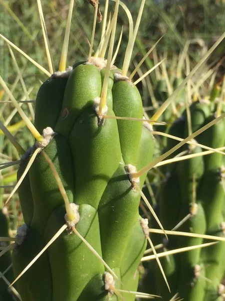 Vertical Shot Vibrant Green Cactus Growing Bright Summer Day Blurry — Fotografia de Stock