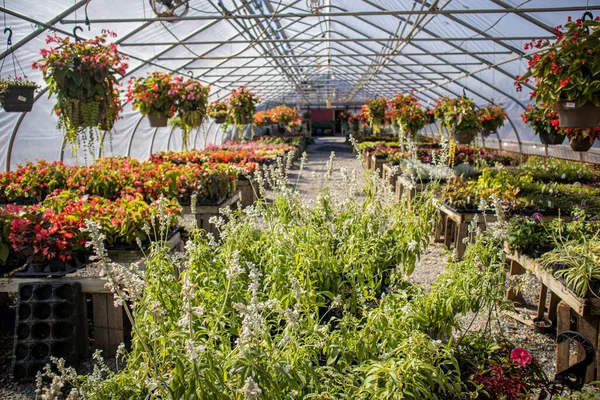 Hermoso Invernadero Cristal Con Flores Flor —  Fotos de Stock