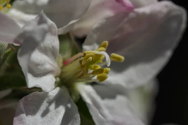 Макрознімок Красивого Цвітіння Яблук — стокове фото