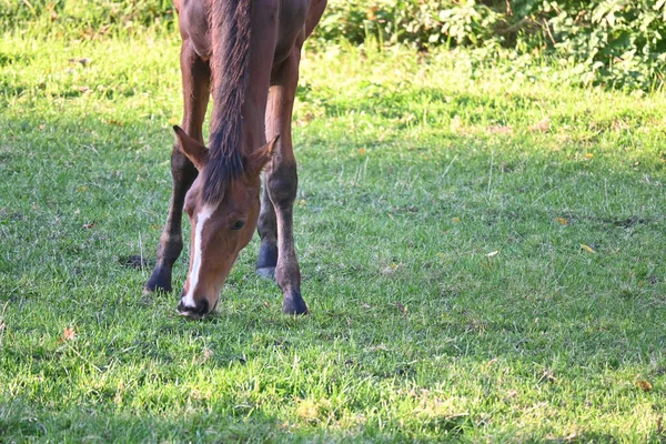 Brown Horse Grazing Pasture — Stockfoto