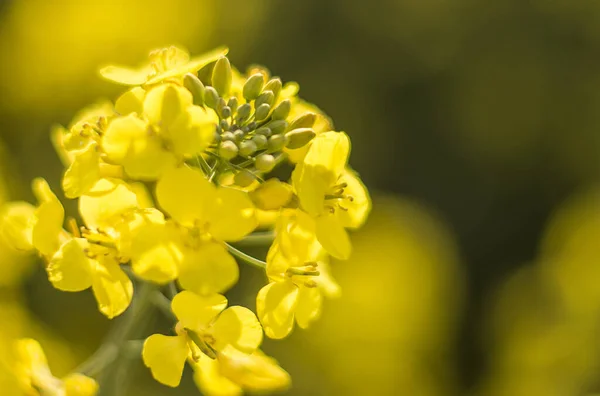 明るい黄色の菜の花のクローズアップショット — ストック写真