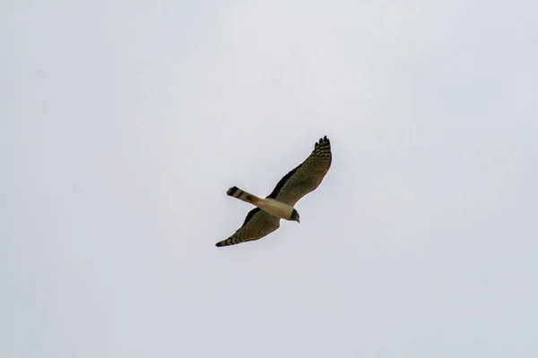 Ein Tiefflug Eines Falken Der Himmel Fliegt — Stockfoto