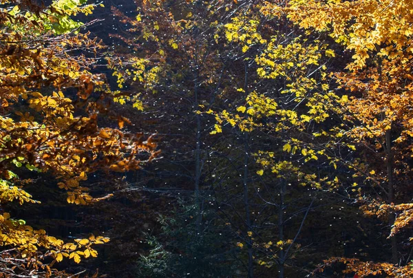 Enxame Insetos Prejudiciais Para Floresta Voo Perto Folhas Outonais Árvores — Fotografia de Stock