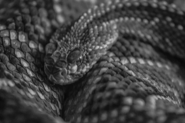 Grayscale Shot Snake — Stock Photo, Image