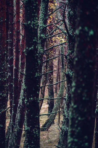 Litvanya Daki Curonian Spit Sonbahar Ormanının Dikey Çekimi — Stok fotoğraf