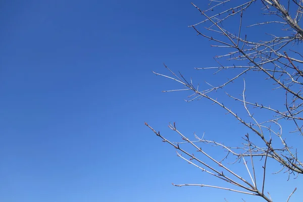 Tiro Ângulo Baixo Uma Árvore Sem Folhas Nua Contra Céu — Fotografia de Stock