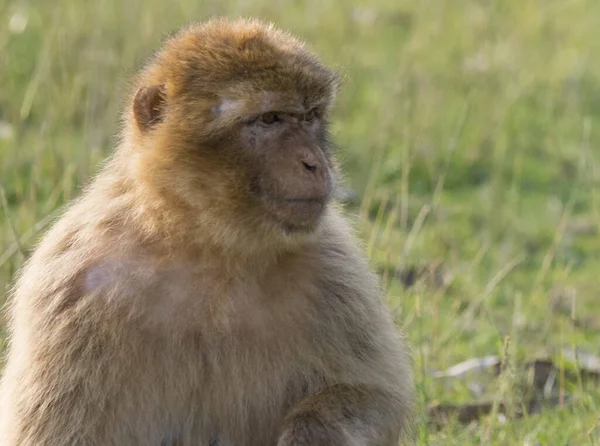 Closeup Shot Barbary Macaque Its Natural Habitat — Stock Photo, Image