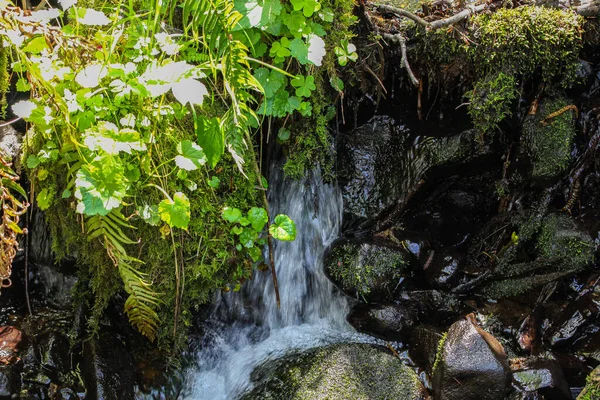 Une Petite Cascade Entourée Roches Moussues Plantes Vertes Luxuriantes Pendant — Photo