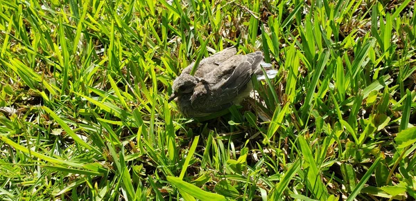 Beautiful Shot Little Bird Sitting Middle Grass — Fotografia de Stock