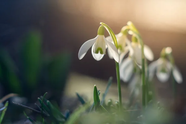 Closeup Shot Blooming Snowdrop Flowers — Stock Photo, Image