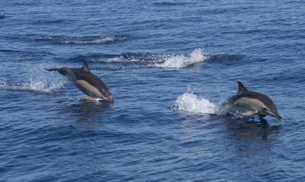 Vacker Utsikt Över Delfiner Hoppar Över Vattnet Havet — Stockfoto