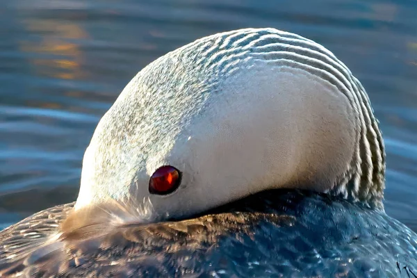 Selective Focus Shot Swimming Red Throated Loon — Fotografia de Stock