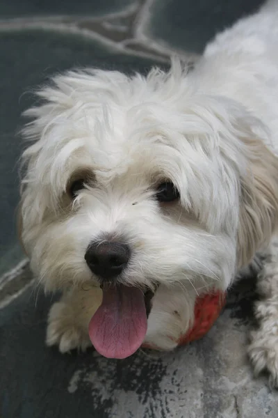 Vertical Shot Cute White Puppy Sticking Its Tongue Out — Stock Photo, Image