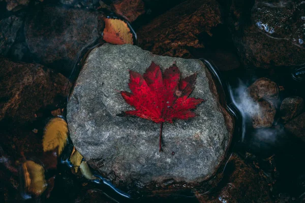 红枫叶在河里的石头上的红枫叶 — 图库照片
