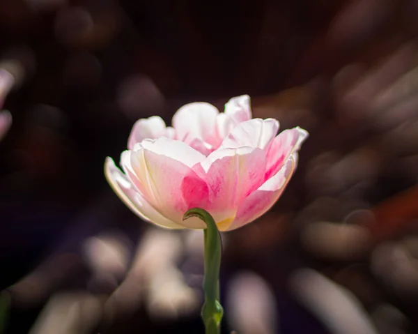 Uma Tulipa Rosa Delicada Fundo Borrado — Fotografia de Stock