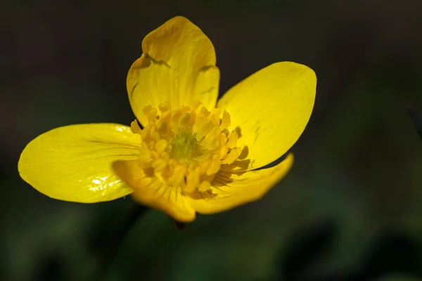 Macro Shot Yellow Buttercup Flower Dark Background — Photo