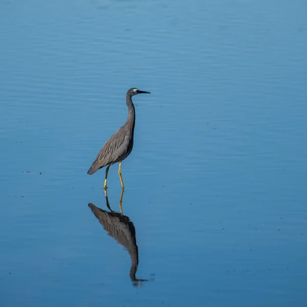 Closeup Gray Heron Ardea Cinerea Blue Lake — Foto de Stock