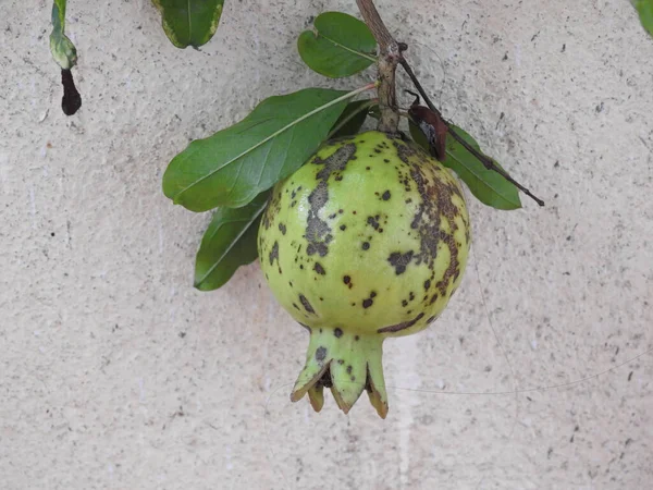 Closeup Green Young Pomegranate Fruit Black Spots Background Grunge Wall — ストック写真