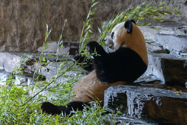 Portrait Adorable Panda Sitting Rocky Ground Holding Green Branch Zoo — стоковое фото