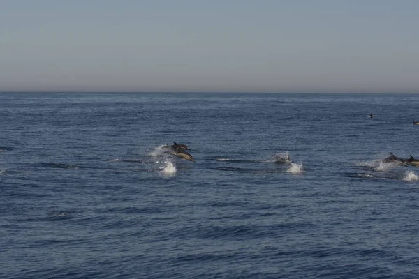 Группа Дельфинов Прыгающих Через Воду Море — стоковое фото