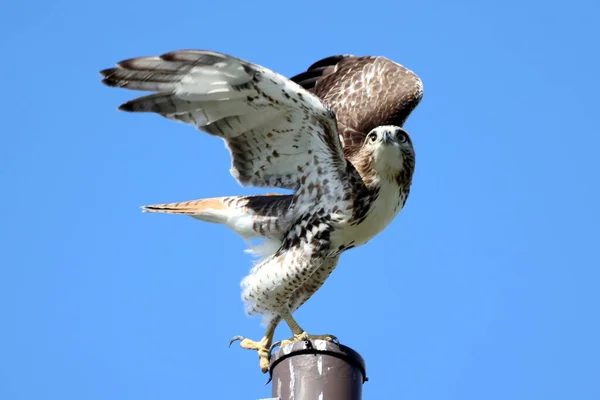 Red Tailed Hawk Blue Sky Background — Stock Photo, Image