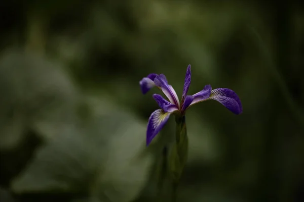 Närbild Bild Lila Blomma Suddig Bakgrund — Stockfoto