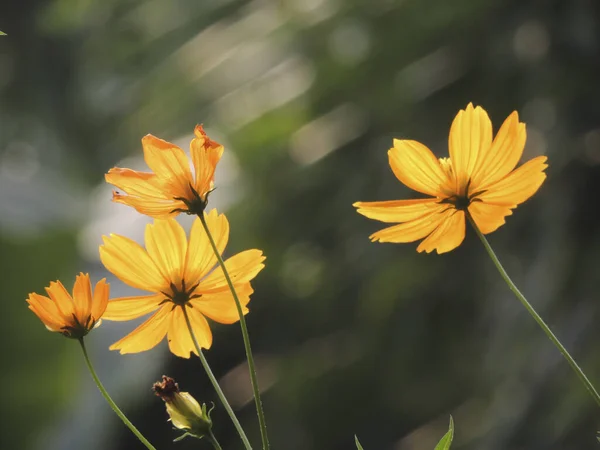 浅い焦点を当てた黄色のコスモスの花の景色 — ストック写真