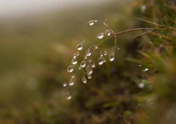 植物の朝の露のクローズアップショット — ストック写真