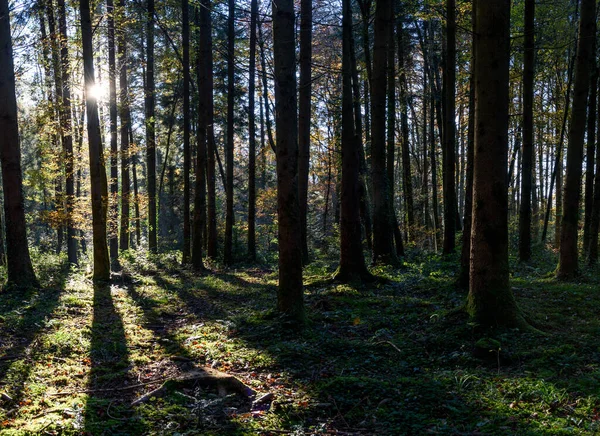 Krásný Záběr Slunce Svítí Mezi Vysokými Stromy Lese Švýcarsku — Stock fotografie